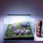 Aquarium stenen, Ophalen of Verzenden, Nieuw, Plant(en), Steen of Hout