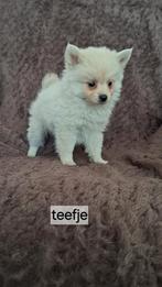 Super mooie lieve pomeriaan pups, Overige rassen, 8 tot 15 weken, CDV (hondenziekte), Meerdere