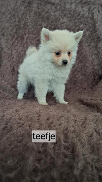 Super mooie lieve pomeriaan pups beschikbaar voor biedingen