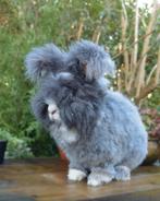 Raszuivere engelse angora voedster, Dieren en Toebehoren, Vrouwelijk, Dwerg, 0 tot 2 jaar