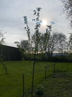 Elstar fruitboom 2 stuks, Tuin en Terras, Planten | Bomen, Lente, Overige soorten, 250 tot 400 cm, Ophalen