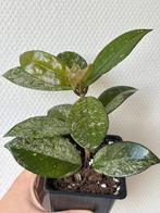 Hoya carnosa Stardust, Huis en Inrichting, Kamerplanten, Ophalen of Verzenden, Halfschaduw, Minder dan 100 cm
