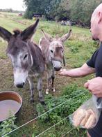 Mooie Bonte Ezelhengst, Dieren en Toebehoren, Pony's, 0 tot 2 jaar, Hengst, A pony (tot 1.17m), Gechipt