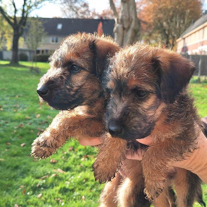 Westfalen terriër pups, Dieren en Toebehoren, Honden | Jack Russells en Terriërs, Meerdere dieren, Overige rassen, Fokker | Hobbymatig