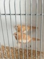 Paartje bruine Japanse meeuwen, Meerdere dieren, Tropenvogel
