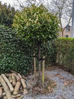 Laurier boom bol op stam, Tuin en Terras, Planten | Bomen, Bolboom, Ophalen, 100 tot 250 cm