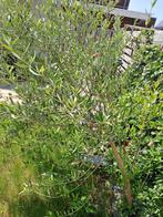 Gezonde olijfboom, Tuin en Terras, Planten | Bomen, Ophalen, Volle zon, Olijfboom, 100 tot 250 cm