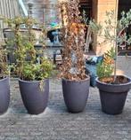 Capi potten, Ophalen, Kunststof, Gebruikt, Minder dan 60 cm