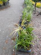 planten vast, Tuin en Terras, Planten | Tuinplanten, Ophalen, Zomer, Overige soorten, Volle zon