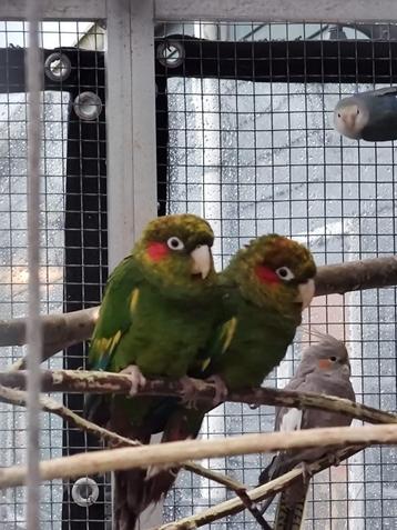 Broedkoppel Pyrrhura Hoffmani te koop beschikbaar voor biedingen