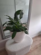 Grote witte stenen bloempot, Huis en Inrichting, Ophalen, Wit, Aardewerk of Porselein, Zo goed als nieuw