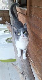 Lieve, zachtaardige kitten Mikki