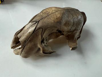 Dieren Schedel beschikbaar voor biedingen