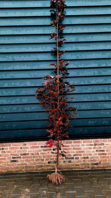 Acer Platanoides 'Crimson Sentry' 🍁 Noorse esdoorn beschikbaar voor biedingen