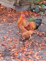Brahma haan buff columbia, Dieren en Toebehoren, Mannelijk, Kip