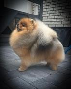 Pomeranian dekreu fci, Dieren en Toebehoren, Honden | Poolhonden, Keeshonden en Oertypen, Particulier, Rabiës (hondsdolheid), Keeshond