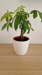 Pachira Aquatica (Watercacao) in pot, Ophalen of Verzenden