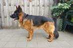 1 Jarige Duitse Herder (werklijn) Langstokhaar, Reu, 1 tot 2 jaar, CDV (hondenziekte), Eén hond