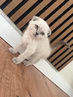 Scottisch fold bleu point, Dieren en Toebehoren, Poes