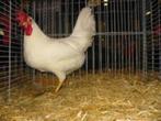 Leghorn haan [Witte en Bonte], Mannelijk, Kip