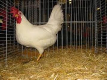 Leghorn haan [Witte en Bonte] beschikbaar voor biedingen