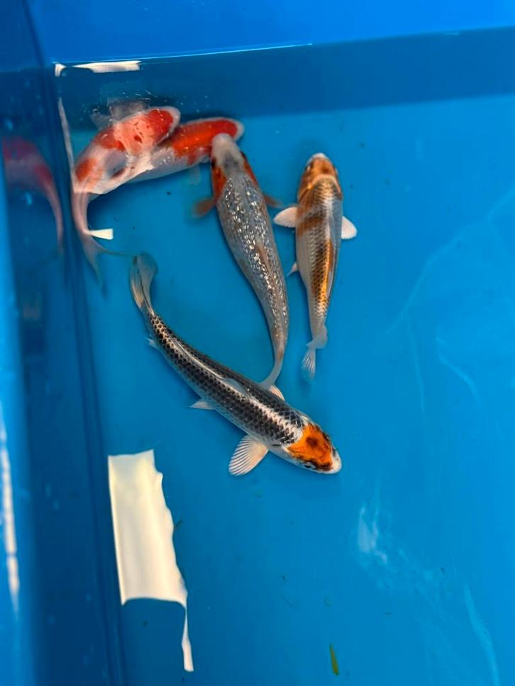 Koi, Dieren en Toebehoren, Vissen | Vijvervissen, Karper of Koi