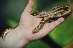 Keniaanse zandboa	Gongylophus colubrinus, Slang, 3 tot 6 jaar
