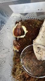 Baby african snails looking for new home, Dieren en Toebehoren