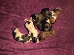 Koningspoedel pups, Dieren en Toebehoren, Honden | Chihuahua's en Gezelschapshonden, Poedel, 8 tot 15 weken, CDV (hondenziekte)