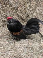 Antwerpse  baarkriel haantje, Dieren en Toebehoren, Mannelijk, Kip