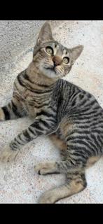 Jarela, Ona, 18-04-25 gered it een kattencolonie, Dieren en Toebehoren, Katten en Kittens | Overige Katten, Poes, Kortharig, 0 tot 2 jaar