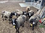 Bonte dek rammen, Dieren en Toebehoren, Schapen, Geiten en Varkens, Mannelijk, Schaap