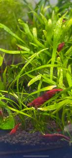 Vuurgarnalen - neocaridina fire red, Dieren en Toebehoren, Vissen | Aquariumvissen, Kreeft, Krab of Garnaal