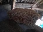 Tarwe stro kleine pakken, Dieren en Toebehoren, Dierenvoeding, Ophalen of Verzenden, Vee