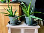 Mooie groene vetplanten, Huis en Inrichting, Kamerplanten, Ophalen, Overige soorten, Minder dan 100 cm