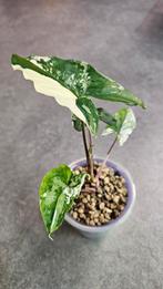 Syngonium Albo Variegata #9, Huis en Inrichting, Kamerplanten, Ophalen of Verzenden, Overige soorten, Minder dan 100 cm
