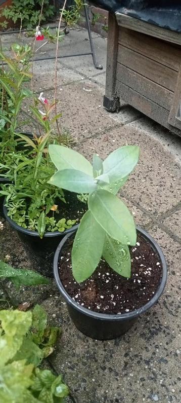 Eucalyptus globulus planten beschikbaar voor biedingen