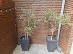 Olijfbomen met plantenbak, Ophalen