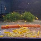 Gele | Yellow Fire Neon Backline neocaridina garnalen, Dieren en Toebehoren, Vissen | Aquariumvissen, Kreeft, Krab of Garnaal