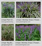 Diverse gifvrije vaste planten, Tuin en Terras, Planten | Tuinplanten, Ophalen, Zomer, Overige soorten, Volle zon