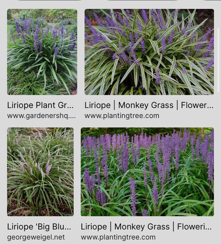 Diverse gifvrije vaste planten, Tuin en Terras, Planten | Tuinplanten, Overige soorten, Volle zon, Zomer, Ophalen