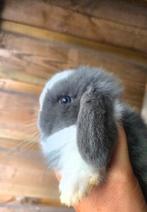 Prachtige minilop konijntjes, Dieren en Toebehoren, Konijnen, Meerdere dieren, Dwerg