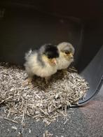 Orpington kuikens, Dieren en Toebehoren, Pluimvee, Meerdere dieren, Kip
