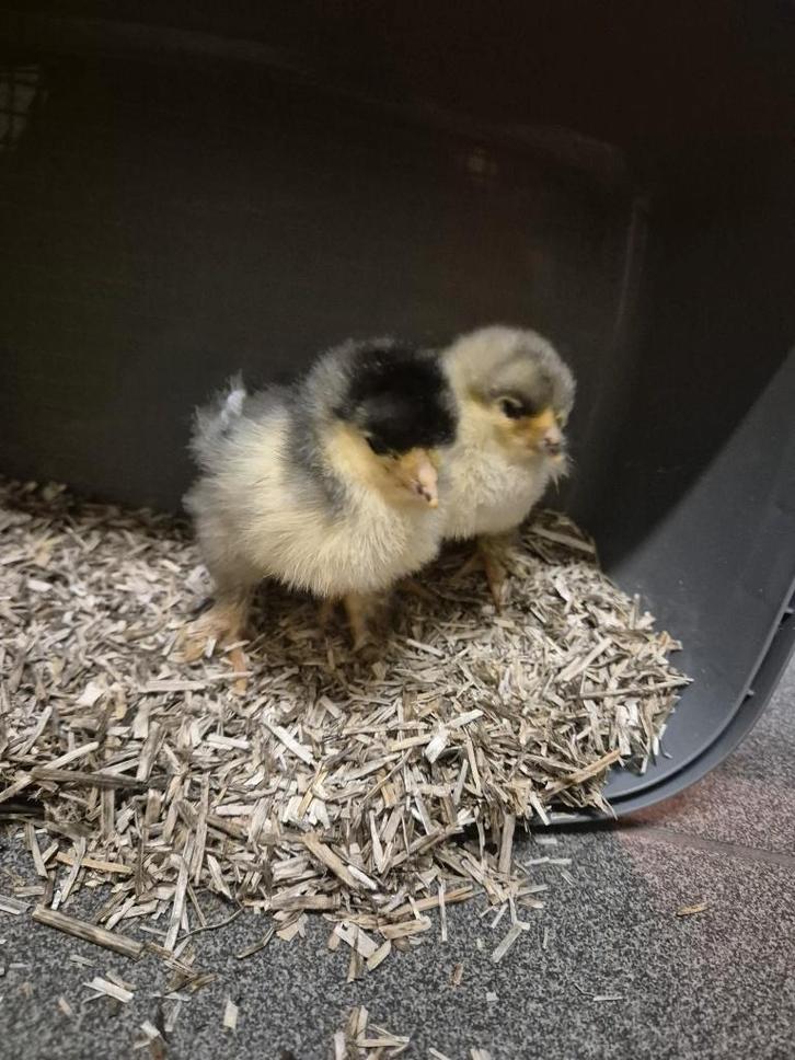 Orpington kuikens, Dieren en Toebehoren, Pluimvee, Kip, Meerdere dieren