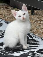 Peterbald x sphynx x oosterse korthaar kitten poesje, Dieren en Toebehoren, Poes, Kortharig, 0 tot 2 jaar