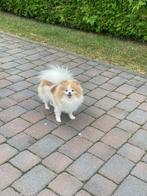 Pomeranian girl looking for new family, Dieren en Toebehoren, 1 tot 2 jaar, Teef, Eén hond, Nederland