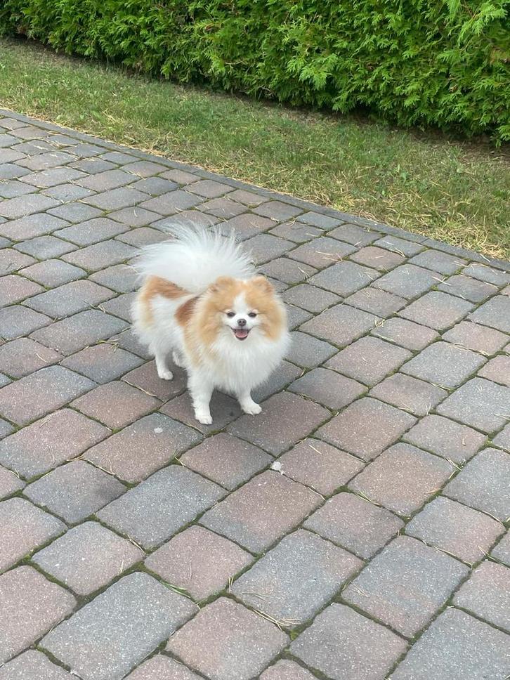 Pomeranian girl looking for new family, Dieren en Toebehoren, Honden | Poolhonden, Keeshonden en Oertypen, Teef, Keeshond, Particulier
