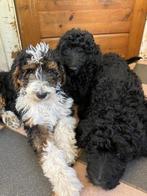 Pups van bernedoodle x koningspoedel, Reu, 8 tot 15 weken, Meerdere, Middel