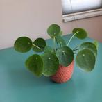Te koop: diverse Pannenkoekplanten Pilea peperomioides, Ophalen, Overige soorten, Minder dan 100 cm