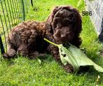 Labradoodle pups f4 anti allergie, Dieren en Toebehoren, Honden | Retrievers, Spaniëls en Waterhonden, Overige rassen, Meerdere